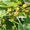 National PLANT NETWORK 2.25 Gal. Celeste Fig Plant -US Flora Bunda Sales 2022 national plant network fruit plants hd7053 64 1000