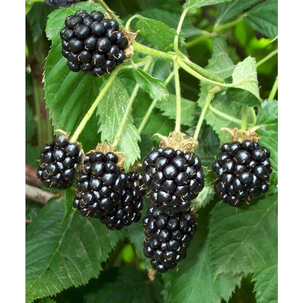 National PLANT NETWORK Freedom Thornless Blackberry (Rubus) in 8 in. Grower Container (1-Plant) 6 National PLANT NETWORK Freedom Thornless Blackberry (Rubus) in 8 in. Grower Container (1-Plant) - Image 4
