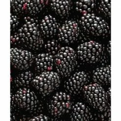 National PLANT NETWORK Freedom Thornless Blackberry (Rubus) in 8 in. Grower Container (1-Plant) 8 National PLANT NETWORK Freedom Thornless Blackberry (Rubus) in 8 in. Grower Container (1-Plant) -US Flora Bunda Sales 2022 national plant network fruit plants hd7745 4f 1000