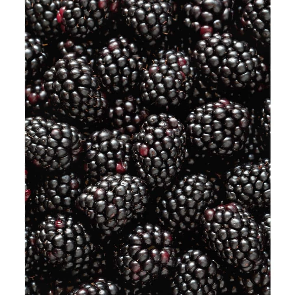 National PLANT NETWORK Freedom Thornless Blackberry (Rubus) in 8 in. Grower Container (1-Plant) 5 National PLANT NETWORK Freedom Thornless Blackberry (Rubus) in 8 in. Grower Container (1-Plant) - Image 3