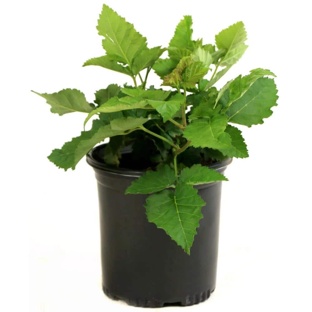 National PLANT NETWORK Freedom Thornless Blackberry (Rubus) in 8 in. Grower Container (1-Plant) 3 National PLANT NETWORK Freedom Thornless Blackberry (Rubus) in 8 in. Grower Container (1-Plant)