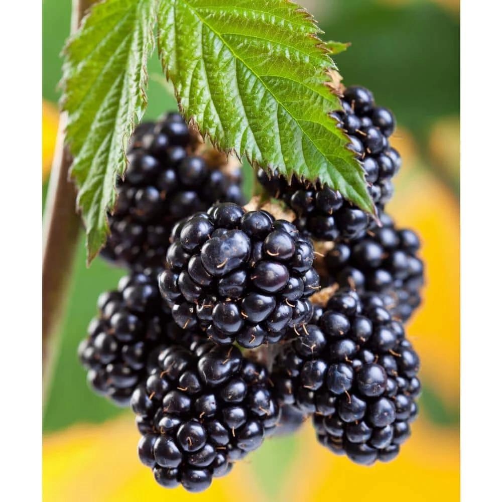 National PLANT NETWORK Freedom Thornless Blackberry (Rubus) in 8 in. Grower Container (1-Plant) 4 National PLANT NETWORK Freedom Thornless Blackberry (Rubus) in 8 in. Grower Container (1-Plant) - Image 2