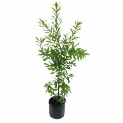 National PLANT NETWORK 2.25 Gal. Deciduous Sawtooth Gobbler Oak Tree