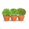 National PLANT NETWORK 1 Qt. Edible Instant Microgreens Kit Herb Plants (3-Pack) -US Flora Bunda Sales 2022 national plant network herb plants hd7547 64 1000