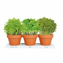 National PLANT NETWORK 1 Qt. Edible Instant Microgreens Kit Herb Plants (3-Pack)