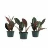 National PLANT NETWORK 4 In. Ficus Burgundy Plants - 3 Piece + "in Grower Container" -US Flora Bunda Sales 2022 national plant network indoor plants hd1226 64 1000