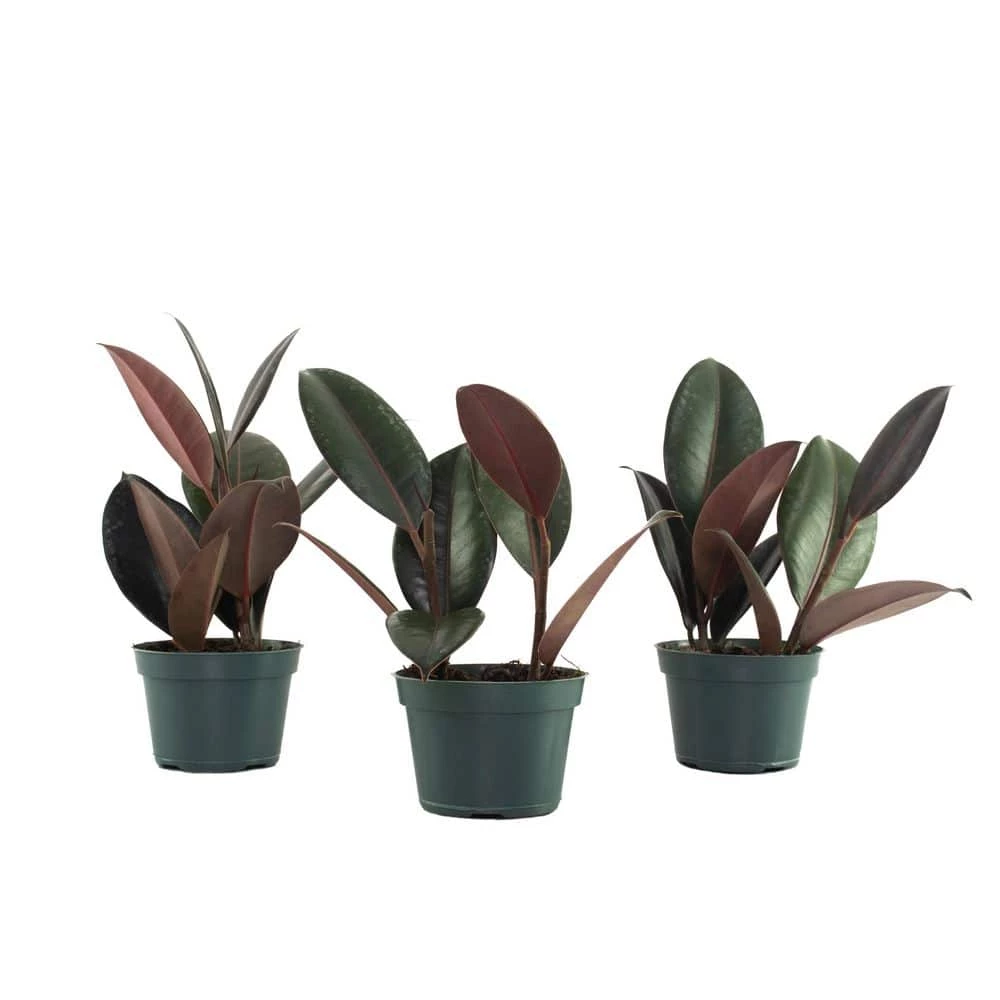 National PLANT NETWORK 4 In. Ficus Burgundy Plants - 3 Piece + "in Grower Container" 3 National PLANT NETWORK 4 In. Ficus Burgundy Plants - 3 Piece + "in Grower Container"