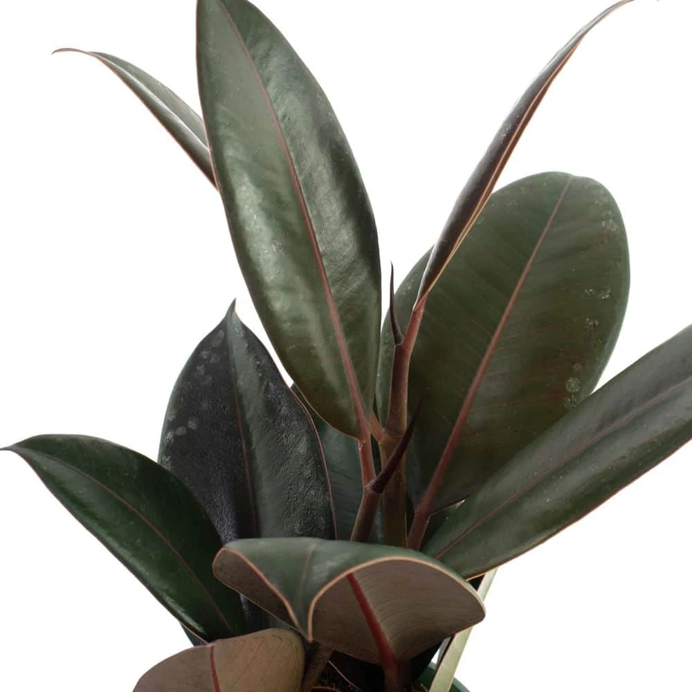 National PLANT NETWORK 4 In. Ficus Burgundy Plants - 3 Piece + "in Grower Container" 4 National PLANT NETWORK 4 In. Ficus Burgundy Plants - 3 Piece + "in Grower Container" - Image 2