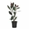 National PLANT NETWORK 6 In. Ficus Burgundy Houseplant + "in Grower Container" 2 National PLANT NETWORK 6 In. Ficus Burgundy Houseplant + "in Grower Container" -US Flora Bunda Sales 2022 national plant network indoor plants hd1227 64 1000