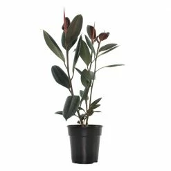 National PLANT NETWORK 6 In. Ficus Burgundy Houseplant + "in Grower Container"
