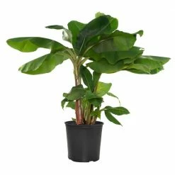 National PLANT NETWORK 10 In. Dwarf Banana Cavendish Houseplant +"in Grower Container"