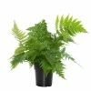 National PLANT NETWORK 6 Inch Autumn Fern Plant in Grower Container - 1 Piece 1 National PLANT NETWORK 6 Inch Autumn Fern Plant in Grower Container - 1 Piece -US Flora Bunda Sales 2022 national plant network indoor plants hd1292 64 1000