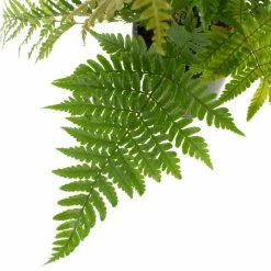 National PLANT NETWORK 4 In. Autumn Fern Plants in Grower Containers - 3-Plants -US Flora Bunda Sales 2022 national plant network indoor plants hd1293 4f 1000