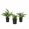 National PLANT NETWORK 4 In. Autumn Fern Plants in Grower Containers - 3-Plants 1 National PLANT NETWORK 4 In. Autumn Fern Plants in Grower Containers - 3-Plants -US Flora Bunda Sales 2022 national plant network indoor plants hd1293 64 1000