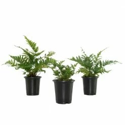 National PLANT NETWORK 4 In. Autumn Fern Plants in Grower Containers - 3-Plants
