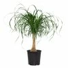 National PLANT NETWORK 10 In. Ponytail Palm Houseplant + "in Grower Container" 1 National PLANT NETWORK 10 In. Ponytail Palm Houseplant + "in Grower Container" -US Flora Bunda Sales 2022 national plant network indoor plants hd1294 64 1000