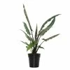 National PLANT NETWORK 6 In. Alocasia Lauterbachiana Houseplant + "in Grower Container" 2 National PLANT NETWORK 6 In. Alocasia Lauterbachiana Houseplant + "in Grower Container" -US Flora Bunda Sales 2022 national plant network indoor plants hd1295 64 1000