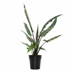 National PLANT NETWORK 6 In. Alocasia Lauterbachiana Houseplant + "in Grower Container"