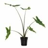 National PLANT NETWORK 6 In Alocasia Sarian Houseplant + "in Grower Container" 1 National PLANT NETWORK 6 In Alocasia Sarian Houseplant + "in Grower Container" -US Flora Bunda Sales 2022 national plant network indoor plants hd1296 64 1000
