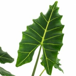 National PLANT NETWORK 10 In. Alocasia Sarian Houseplant + "in Grower Container" -US Flora Bunda Sales 2022 national plant network indoor plants hd1297 4f 1000