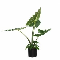 National PLANT NETWORK 10 In. Alocasia Sarian Houseplant + "in Grower Container" -US Flora Bunda Sales 2022 national plant network indoor plants hd1297 c3 1000