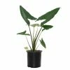 National PLANT NETWORK 10 In. Alocasia Zebrina Houseplant + "in Grower Container" 2 National PLANT NETWORK 10 In. Alocasia Zebrina Houseplant + "in Grower Container" -US Flora Bunda Sales 2022 national plant network indoor plants hd1298 64 1000