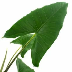 National PLANT NETWORK 10 In. Alocasia Zebrina Houseplant + "in Grower Container" 5 National PLANT NETWORK 10 In. Alocasia Zebrina Houseplant + "in Grower Container" -US Flora Bunda Sales 2022 national plant network indoor plants hd1298 c3 1000