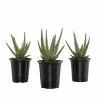 National PLANT NETWORK 4 In. Christmas Carol Aloe Plants - 3 Piece + "in Grower Container -US Flora Bunda Sales 2022 national plant network indoor plants hd1299 64 1000