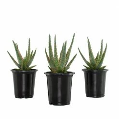 National PLANT NETWORK 4 In. Christmas Carol Aloe Plants - 3 Piece + "in Grower Container