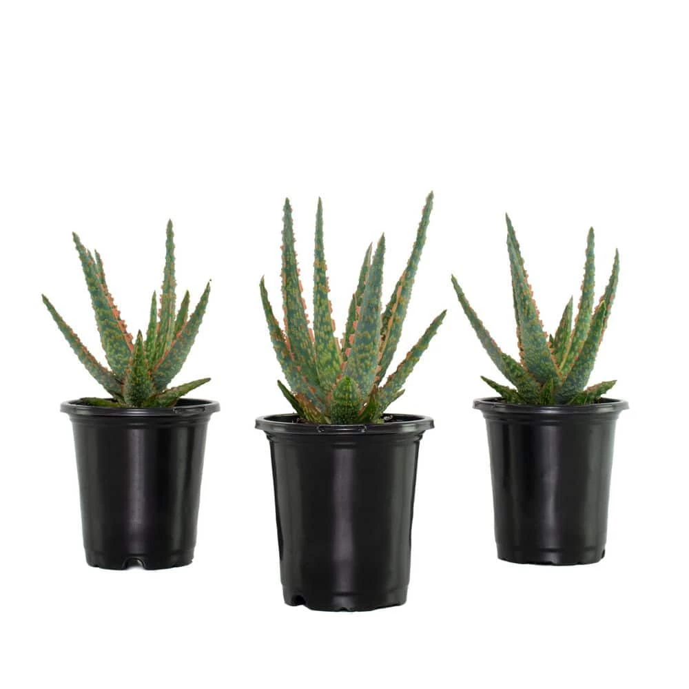 National PLANT NETWORK 4 In. Christmas Carol Aloe Plants - 3 Piece + "in Grower Container 3 National PLANT NETWORK 4 In. Christmas Carol Aloe Plants - 3 Piece + "in Grower Container