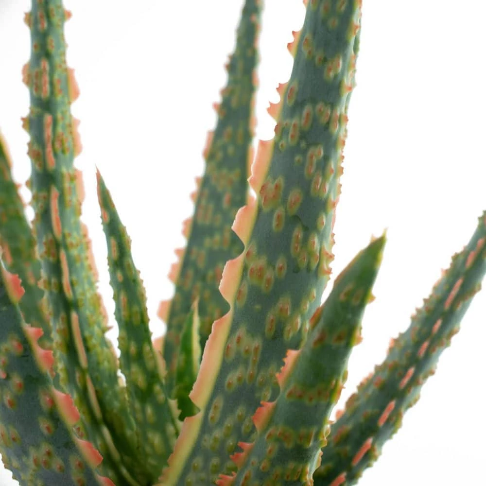 National PLANT NETWORK 4 In. Christmas Carol Aloe Plants - 3 Piece + "in Grower Container 4 National PLANT NETWORK 4 In. Christmas Carol Aloe Plants - 3 Piece + "in Grower Container - Image 2