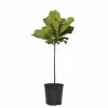 National PLANT NETWORK Standard Fiddle Leaf Fig (Ficus) in 3G Grower Container -US Flora Bunda Sales 2022 national plant network indoor plants hd1362 64 1000