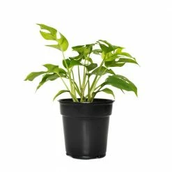 National PLANT NETWORK 6 in. Ginny Monstera Grower Container (1-Piece) 8 National PLANT NETWORK 6 in. Ginny Monstera Grower Container (1-Piece) -US Flora Bunda Sales 2022 national plant network indoor plants hd1364 4f 1000