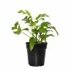 National PLANT NETWORK 6 in. Ginny Monstera Grower Container (1-Piece) 1 National PLANT NETWORK 6 in. Ginny Monstera Grower Container (1-Piece) -US Flora Bunda Sales 2022 national plant network indoor plants hd1364 64 1000