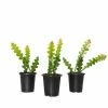National PLANT NETWORK Zig Zag Cactus 4 in. Grower Containers (3-Piece)