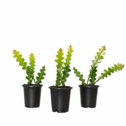 National PLANT NETWORK Zig Zag Cactus 4 in. Grower Containers (3-Piece)