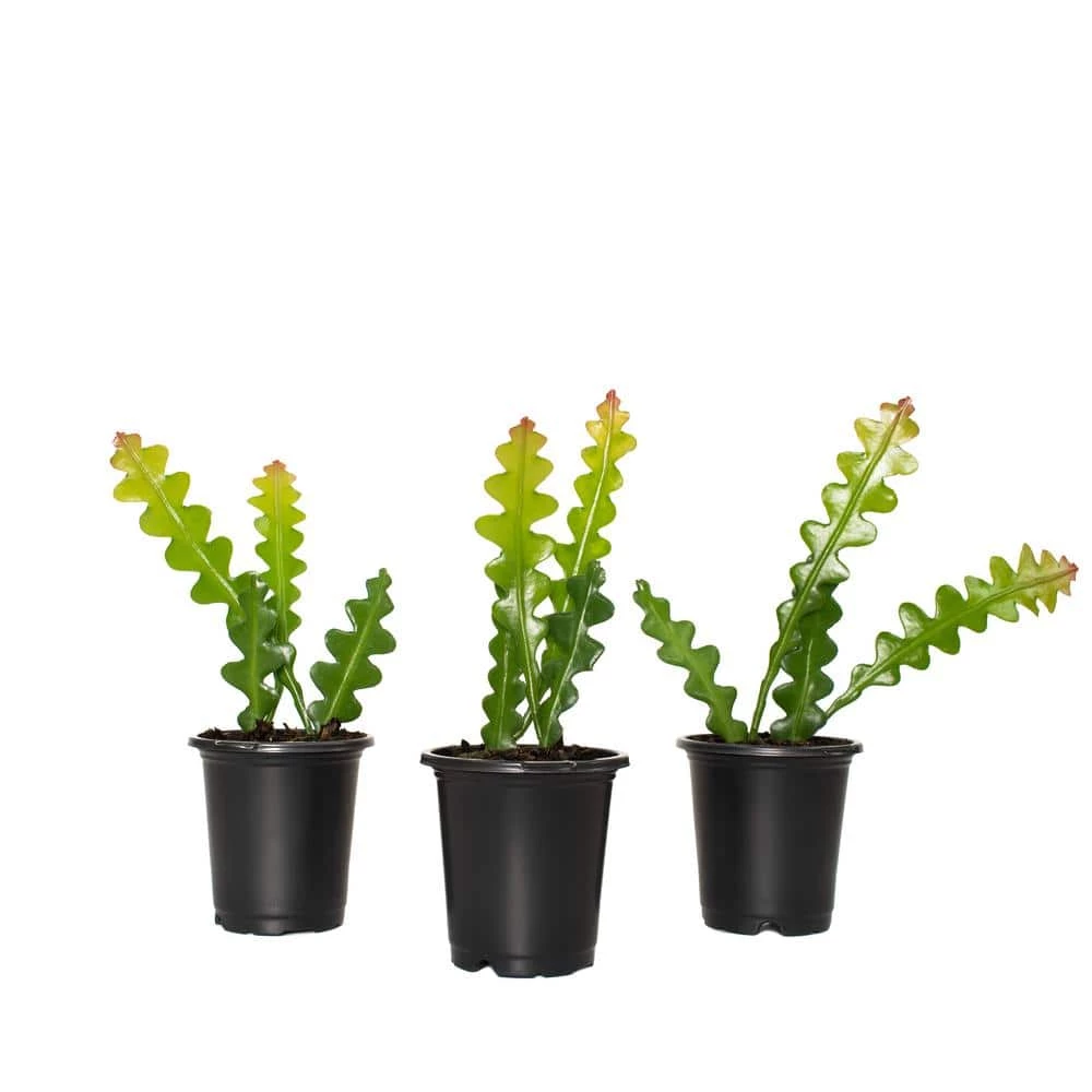 National PLANT NETWORK Zig Zag Cactus 4 in. Grower Containers (3-Piece) 3 National PLANT NETWORK Zig Zag Cactus 4 in. Grower Containers (3-Piece)