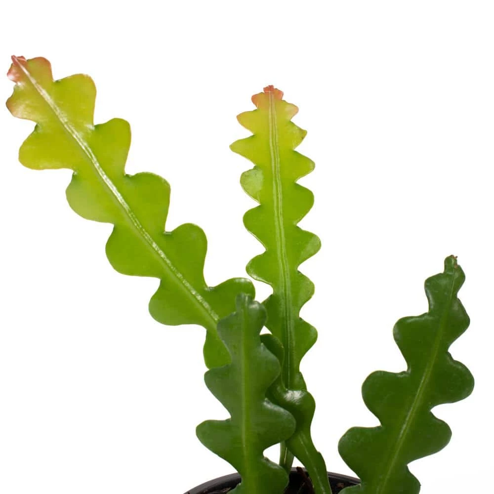 National PLANT NETWORK Zig Zag Cactus 4 in. Grower Containers (3-Piece) 4 National PLANT NETWORK Zig Zag Cactus 4 in. Grower Containers (3-Piece) - Image 2