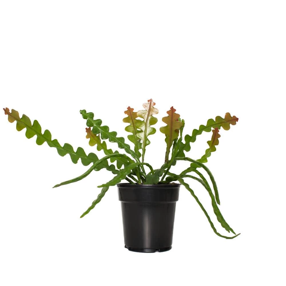 National PLANT NETWORK 6 in. Zig Zag Cactus Grower Container (1-Piece) 3 National PLANT NETWORK 6 in. Zig Zag Cactus Grower Container (1-Piece)