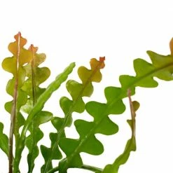 National PLANT NETWORK 6 in. Zig Zag Cactus Grower Container (1-Piece) 5 National PLANT NETWORK 6 in. Zig Zag Cactus Grower Container (1-Piece) -US Flora Bunda Sales 2022 national plant network indoor plants hd1366 c3 1000