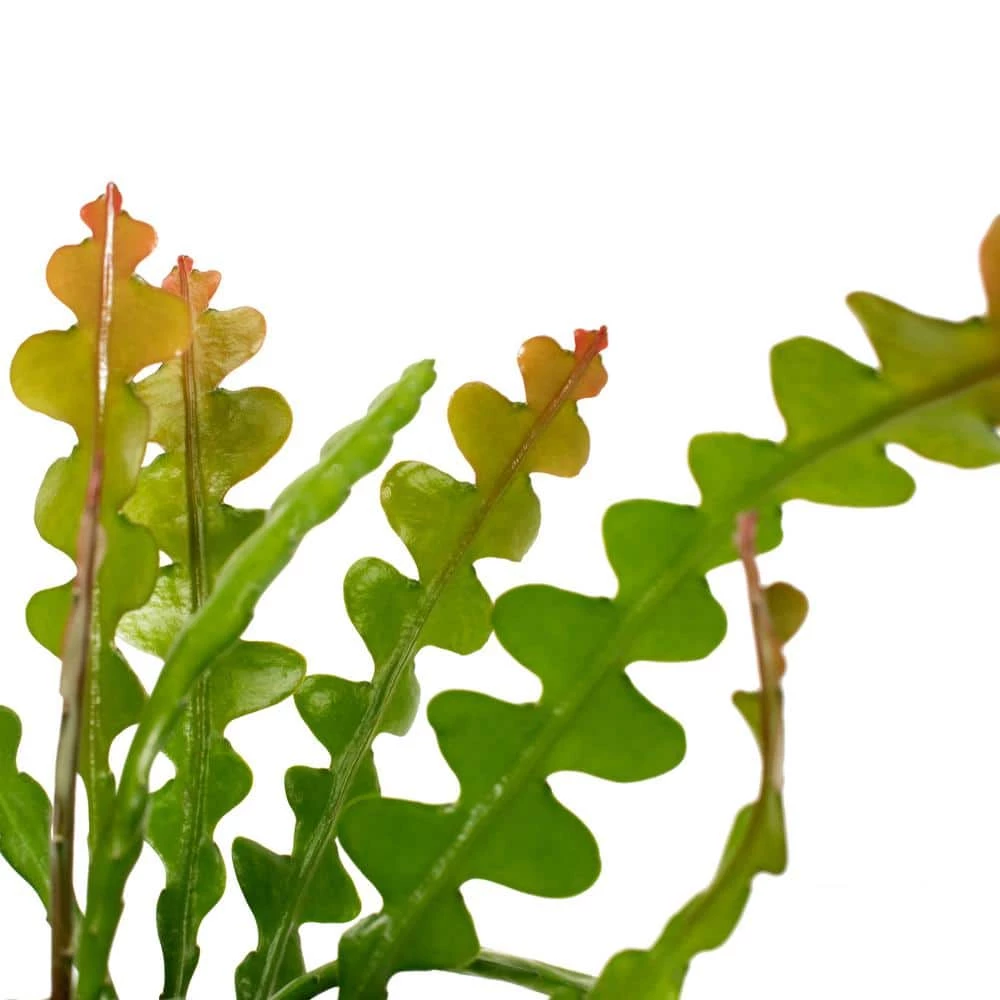 National PLANT NETWORK 6 in. Zig Zag Cactus Grower Container (1-Piece) 4 National PLANT NETWORK 6 in. Zig Zag Cactus Grower Container (1-Piece) - Image 2