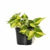 National PLANT NETWORK 6 in. Brasil Philodendron Grower Container (1-Piece) -US Flora Bunda Sales 2022 national plant network indoor plants hd1368 64 1000