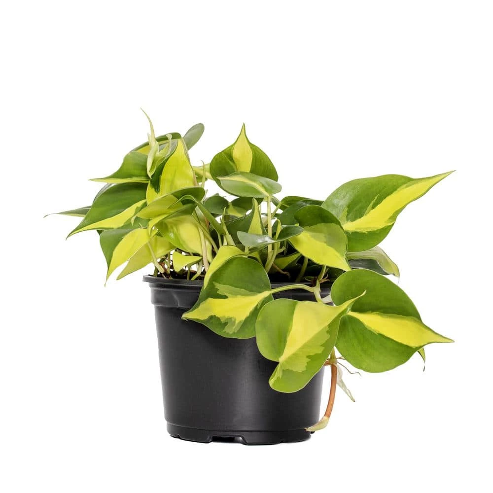 National PLANT NETWORK 6 in. Brasil Philodendron Grower Container (1-Piece) 3 National PLANT NETWORK 6 in. Brasil Philodendron Grower Container (1-Piece)