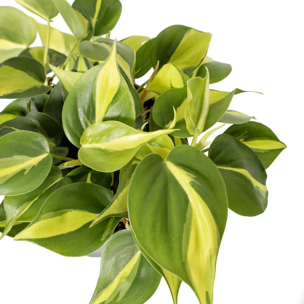 National PLANT NETWORK 6 in. Brasil Philodendron Grower Container (1-Piece) 4 National PLANT NETWORK 6 in. Brasil Philodendron Grower Container (1-Piece) - Image 2