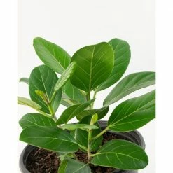National PLANT NETWORK 10 in. (Ficus) Ficus Audrey in 3g Grower Container (1-Plant) -US Flora Bunda Sales 2022 national plant network indoor plants hd1374 4f 1000