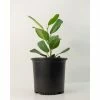 National PLANT NETWORK 10 in. (Ficus) Ficus Audrey in 3g Grower Container (1-Plant) 1 National PLANT NETWORK 10 in. (Ficus) Ficus Audrey in 3g Grower Container (1-Plant) -US Flora Bunda Sales 2022 national plant network indoor plants hd1374 64 1000