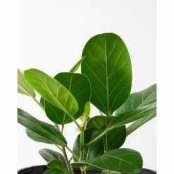 National PLANT NETWORK 10 in. (Ficus) Ficus Audrey in 3g Grower Container (1-Plant) -US Flora Bunda Sales 2022 national plant network indoor plants hd1374 c3 1000