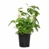 National PLANT NETWORK 10 in. (Philodendron) Monstera Adansonii in 3g Grower Container (1-Plant) -US Flora Bunda Sales 2022 national plant network indoor plants hd1375 64 1000