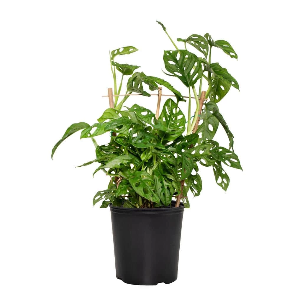 National PLANT NETWORK 10 in. (Philodendron) Monstera Adansonii in 3g Grower Container (1-Plant) 3 National PLANT NETWORK 10 in. (Philodendron) Monstera Adansonii in 3g Grower Container (1-Plant)
