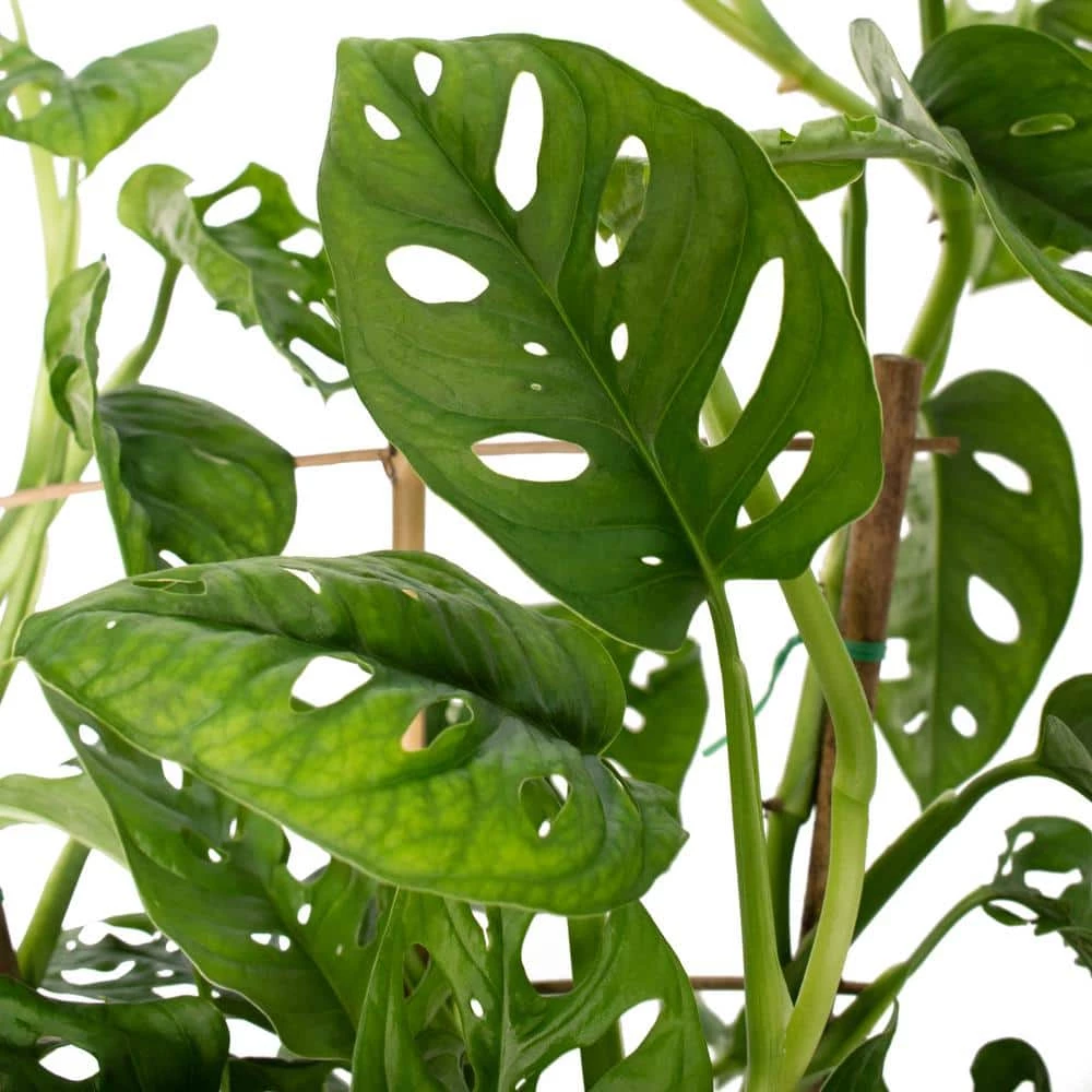 National PLANT NETWORK 10 in. (Philodendron) Monstera Adansonii in 3g Grower Container (1-Plant) 4 National PLANT NETWORK 10 in. (Philodendron) Monstera Adansonii in 3g Grower Container (1-Plant) - Image 2